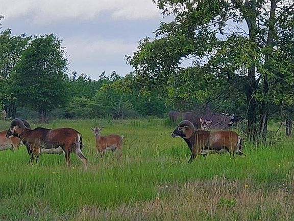5th image of 1560 Fawn Dr