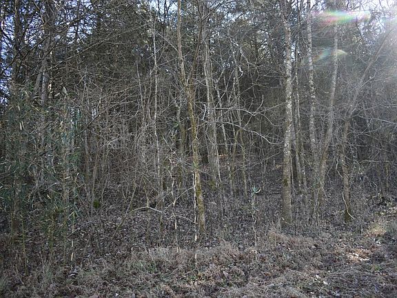 5th image of 0 Grisham Hollow Ln