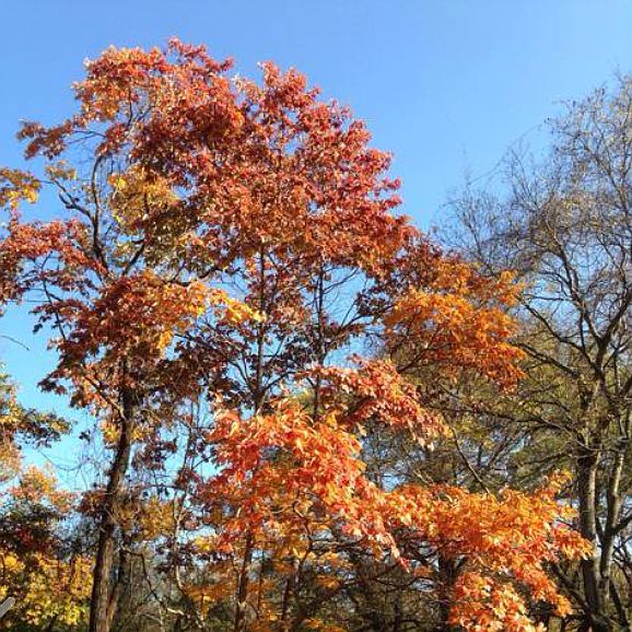 1st image of 1704 Woodsong Drive Lot #17