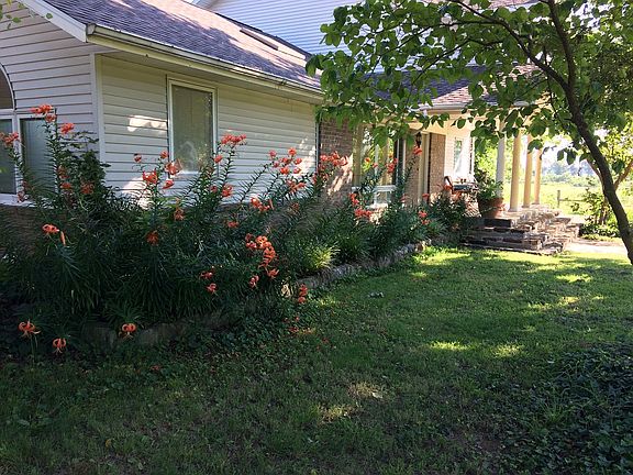 Tiger lilies in bloom.
