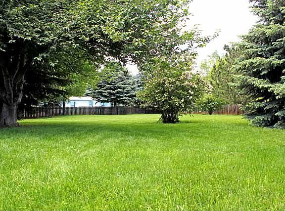 Yard in Summer