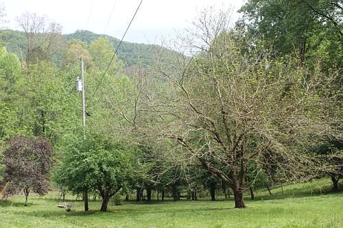 Fruit Trees