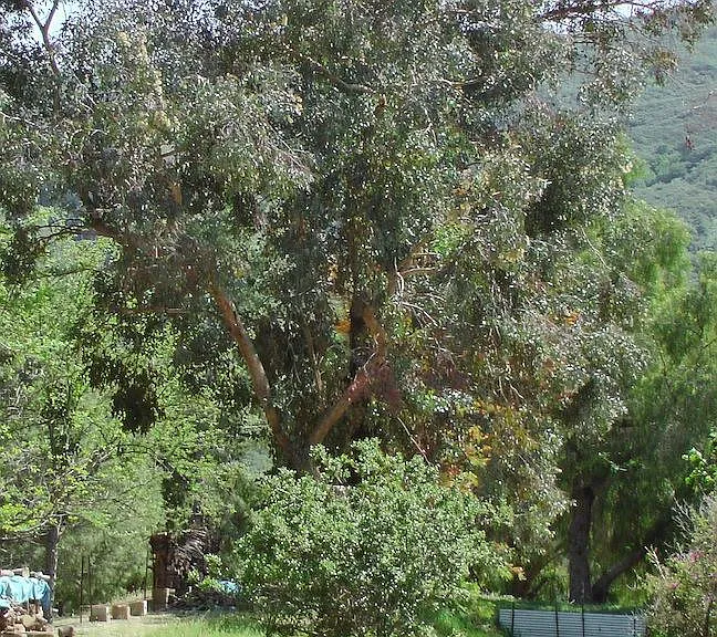 Mature landscaping.