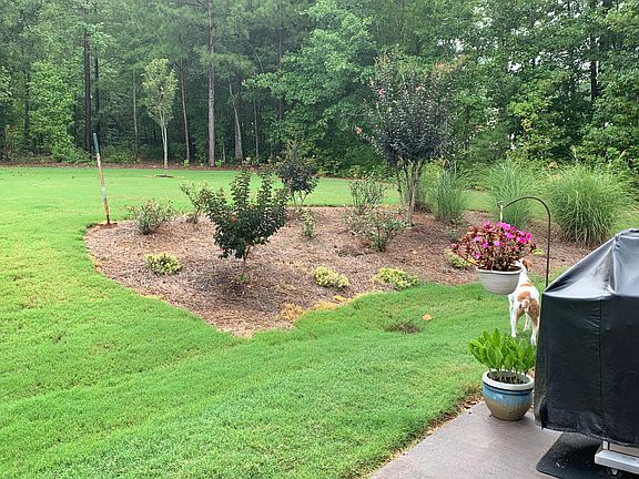 Rose garden, crepe myrtles