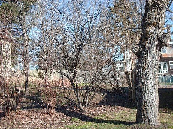 back yard