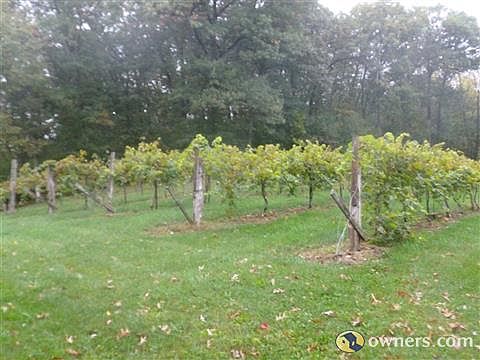View of 1/2 acre Vineyard behind house