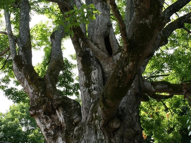 Historic Tree