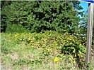 2nd image of 16911 NW Stavis Bay Rd