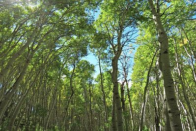 Beautiful Aspen Canopy