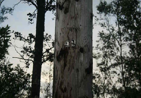 5th image of Road 10 Poouli Lot 5772