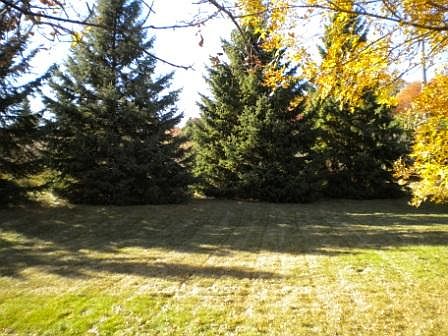 Park-like view in backyard