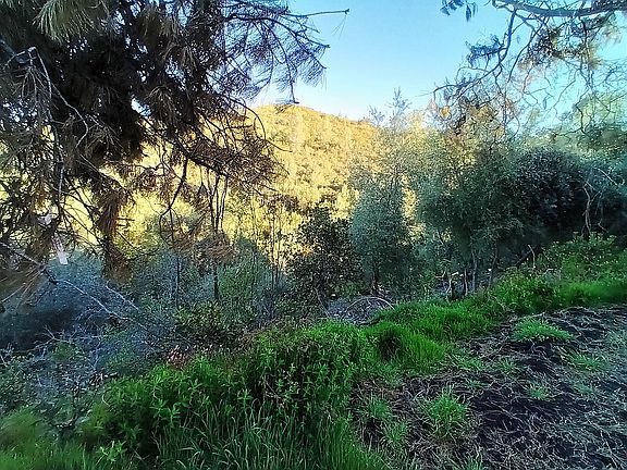 Surrounded by green!
