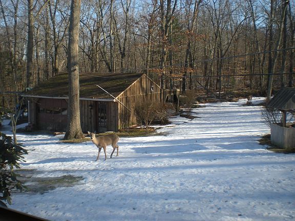 backyard and 2nd garage