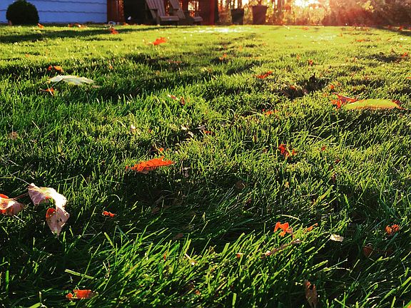 830 Long Hill Rd - Yard