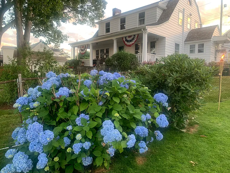 Next door with irs home Buy lots of hydrangeas