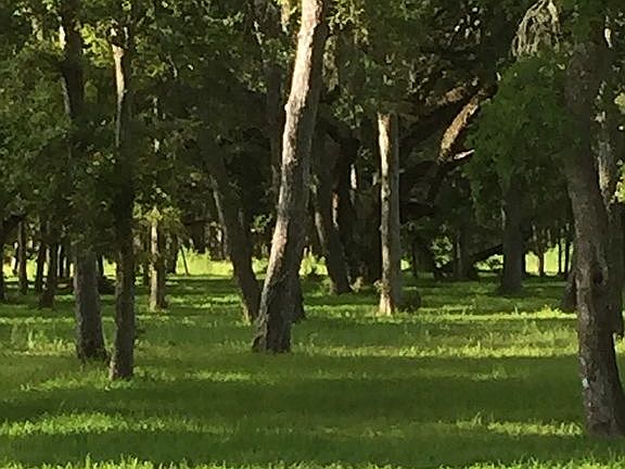 2nd image of 31511 Bayou Bnd