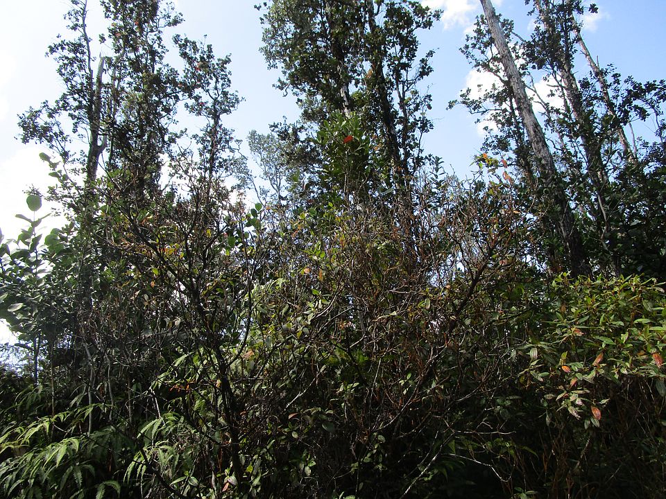 1st image of Pukalani Dr Lot 12