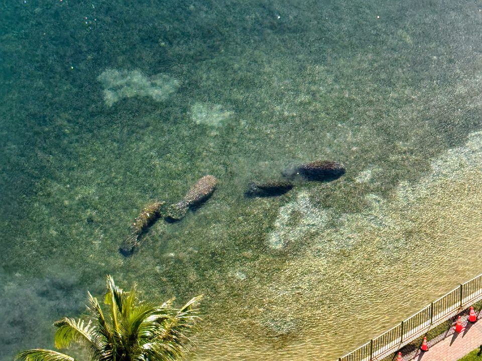 MANATEES VIEW FROM BALCONY