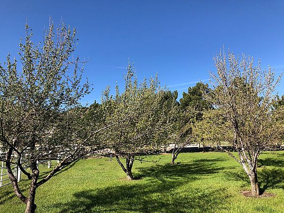 Fruit Orchard