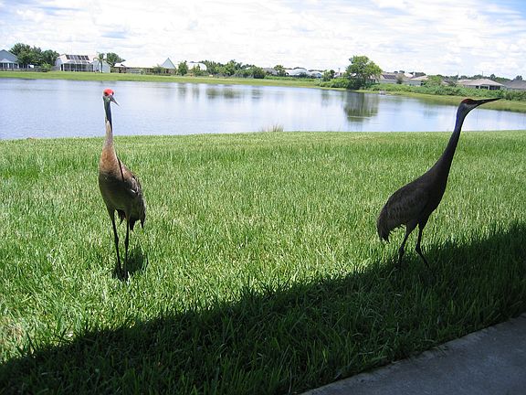 Sandhill Crane 1