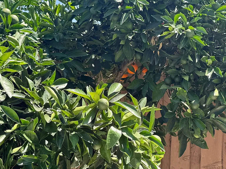 Blood Orange Tree
