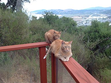 view of SF Bay with cats
