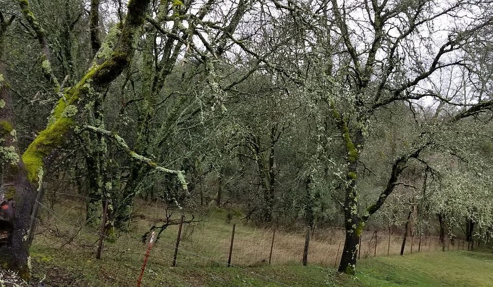 2nd image of 11076 Willowbrook Ln