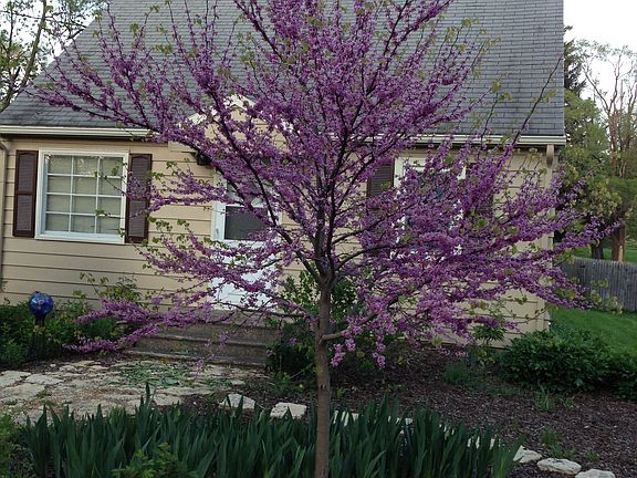 Large Redbud in landscape. 