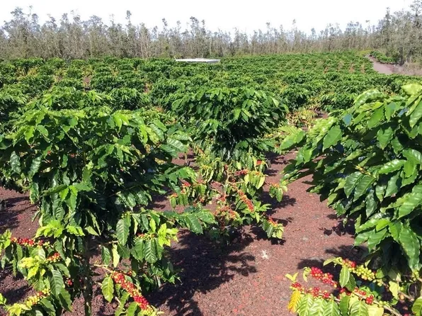 Road 4 Kea #Io, Kurtistown, HI 96760