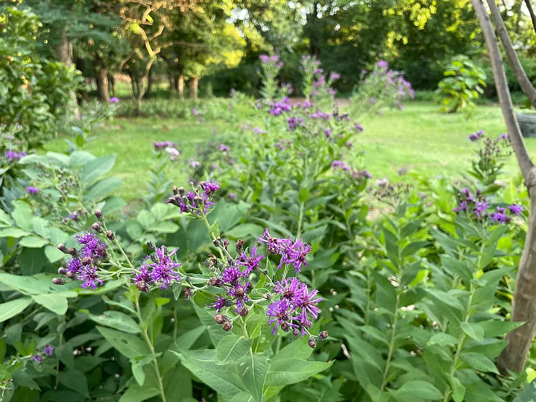 summer flowers by front door side walk