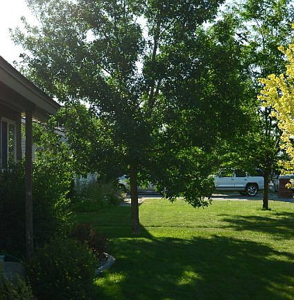 4th image of 4385 E Greenwillow Ln