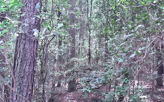 2nd image of Pid 15855 County Rd #2775