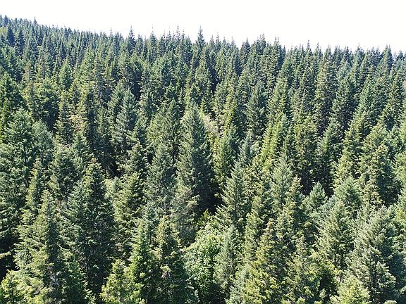 7.09 acres mostly timbered