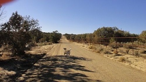 1st image of Lions Trail And Cactus Trl