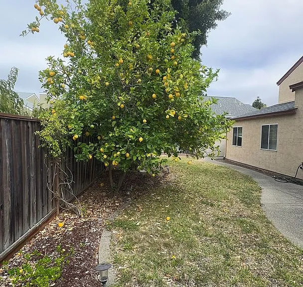 649 Daffodil Dr #10061 — Photo 23