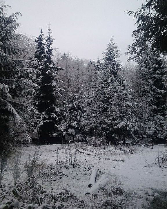 pasture in the snow