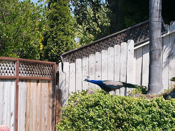 4th image of 2030 Cliffwood Dr