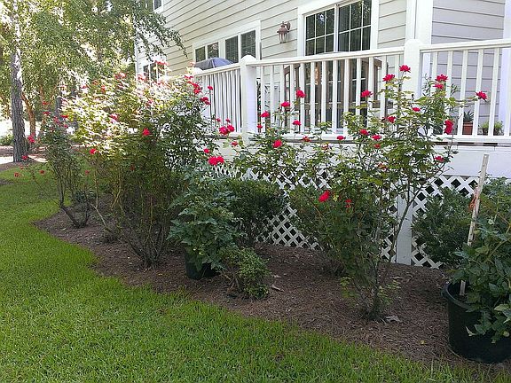 Backyard with Roses and Deck