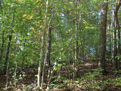 52 Buffalo Cove Ln, Jamestown, TN, 38556