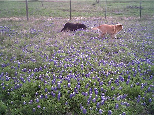 2nd image of 5001 Tolar Hwy