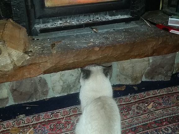 Enjoying the wood stove