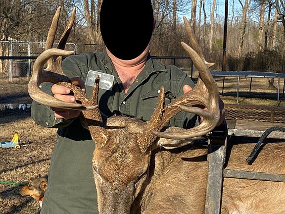 Lot of mass on these deer