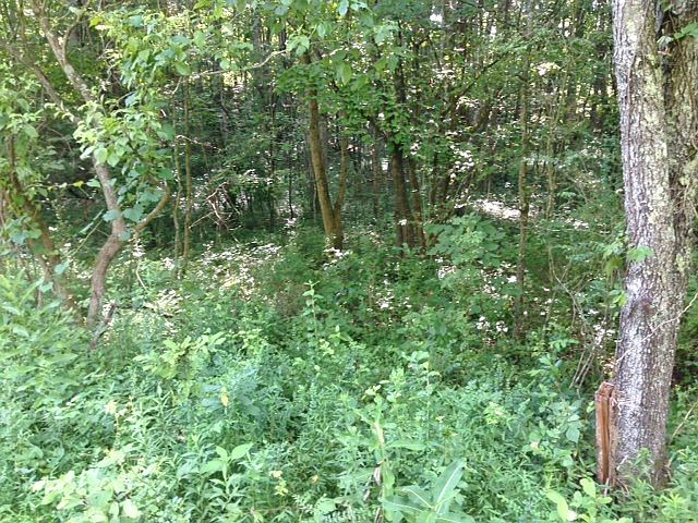 2nd image of 270 Crossvine Rd