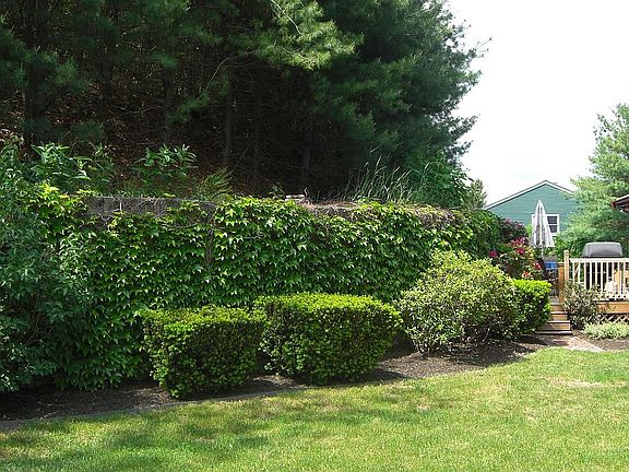 rear yard w/ wooded hill