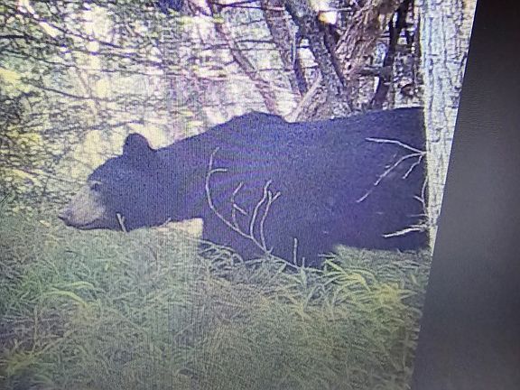 4th image of 4340 Fox Creek Rd