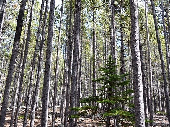 Mature Pines