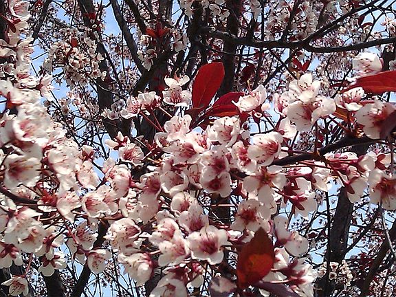 Front cherry tree blossoms