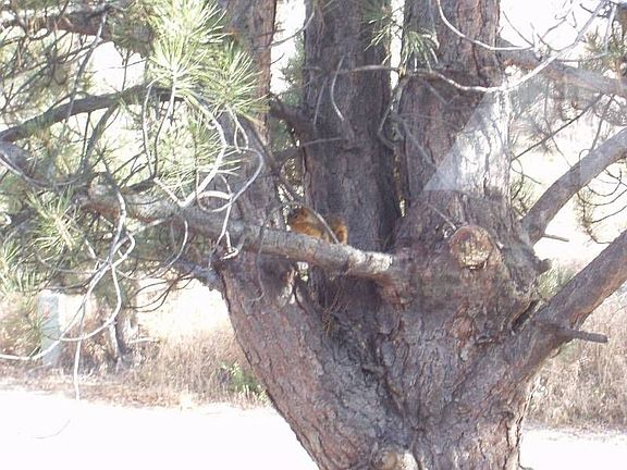Squirrel through front window