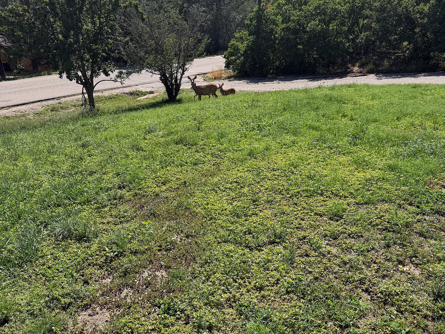 5 bed, 5500 sqft, $5,000 — Photo 3