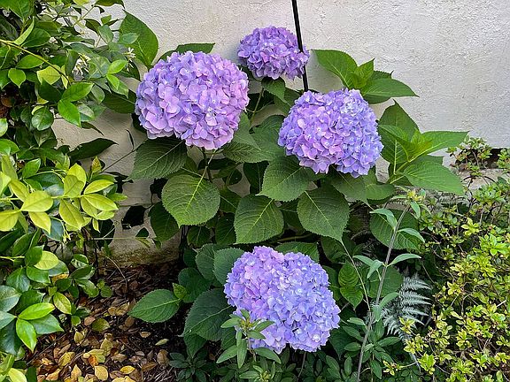 Courtyard blue hydrangeas